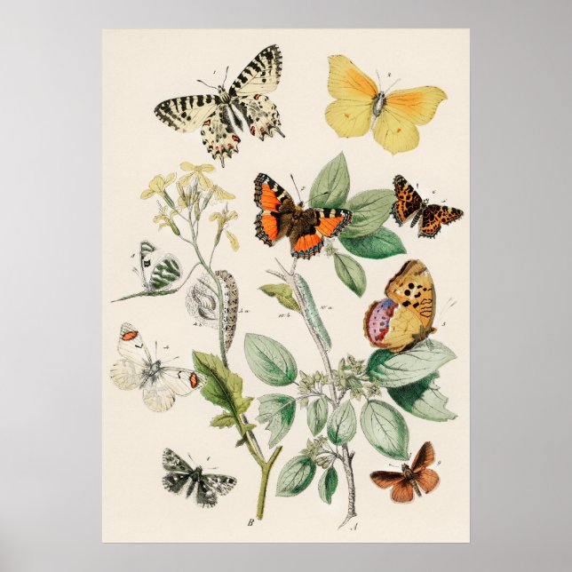 Affiche Pôster Borboletas e Mariposas by William F Kirby (Devant)