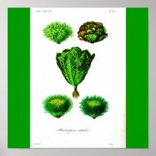 Affiche Poster-Botanicals-Lettuces