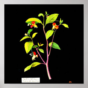 Affiche Poster-Botanique Art-Mary Delany 7