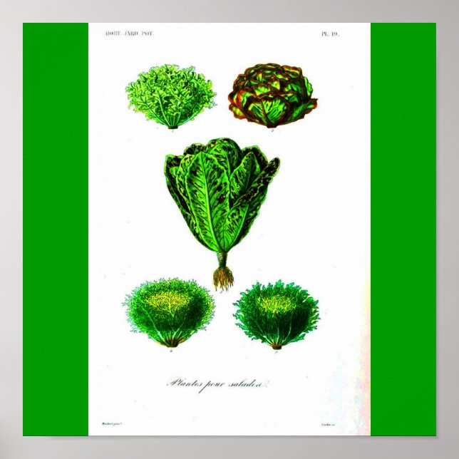 Affiche Poster-Botaniques-Lettuces (Devant)