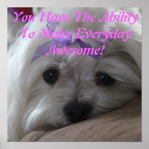 Affiche Poster-Chien Maltais