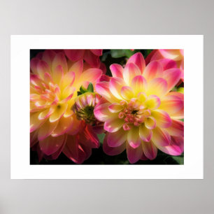 Affiche Poster-Dahlias