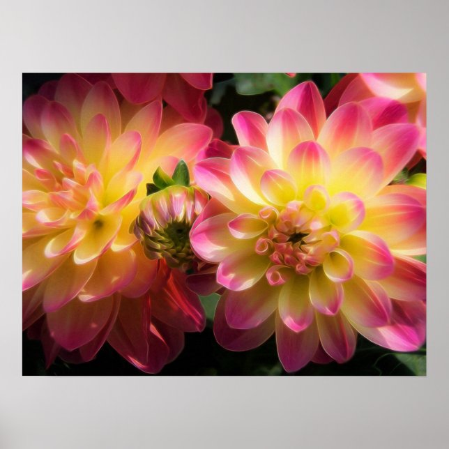 Affiche Poster-Dahlias (Devant)