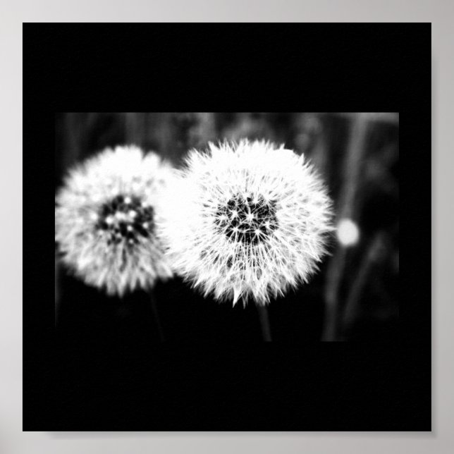 Affiche Poster-Fleurs-141 (Devant)