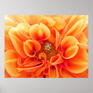 Affiche Poster-Flower/Ladybug