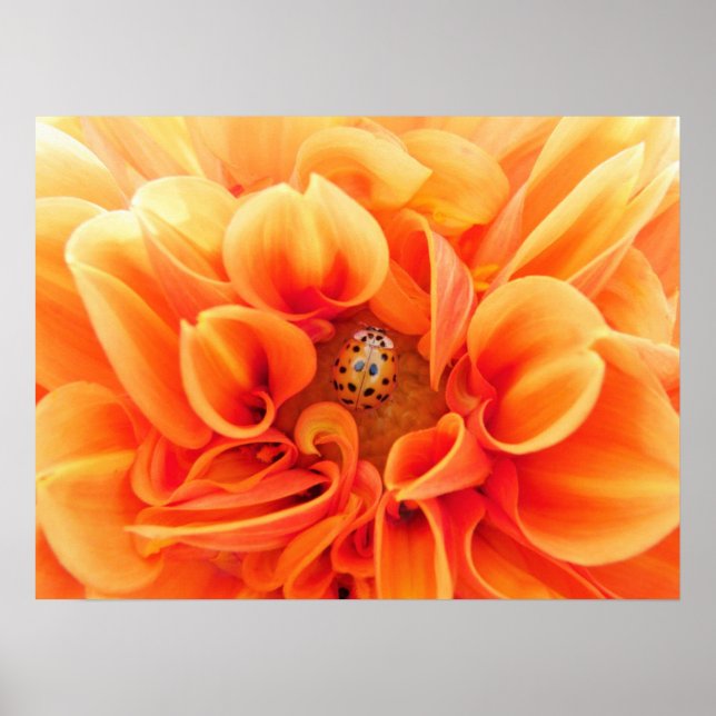 Affiche Poster-Flower/Ladybug (Devant)