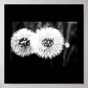 Affiche Poster-Flowers-141