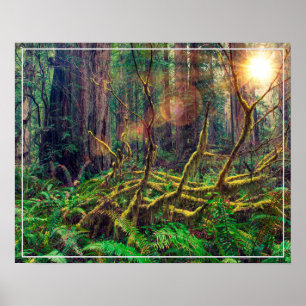 Affiche Poster-Forest