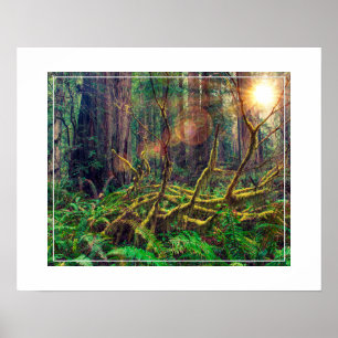 Affiche Poster-Forest