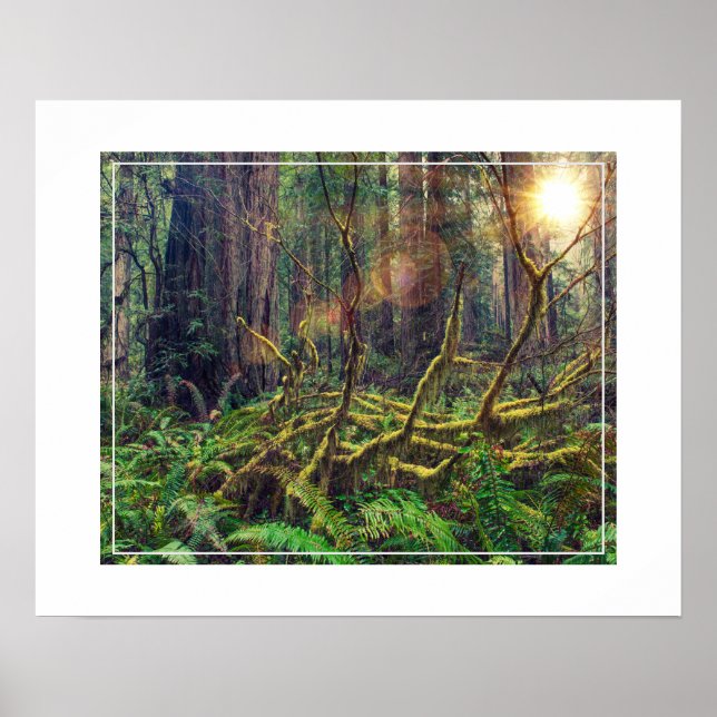 Affiche Poster-Forest (Devant)