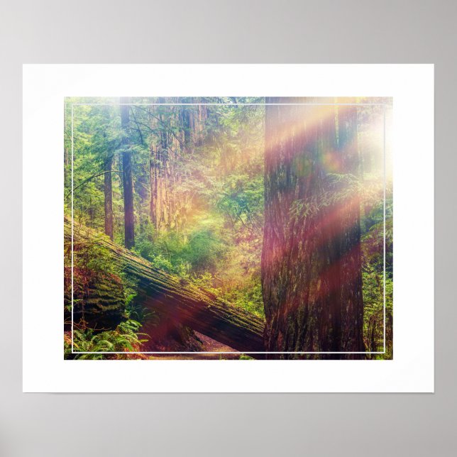 Affiche Poster-Forest (Devant)