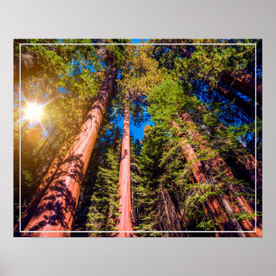 Affiche Poster-Forest