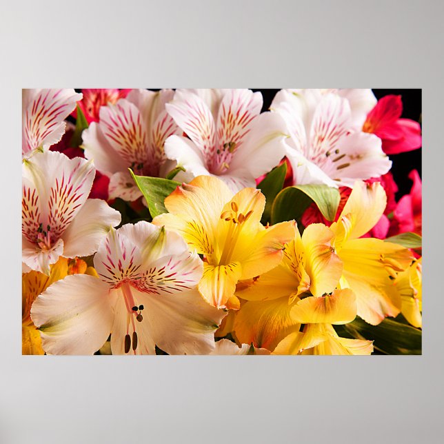 Affiche Poster/Impression des fleurs d'Alstroemeria (Devant)