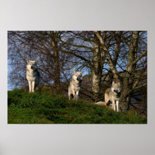 Affiche Poster/Imprimer du loup de bois canadien