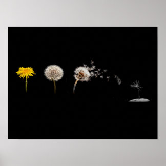 Affiche Poster/imprimer sur le cycle de vie de Dandelion
