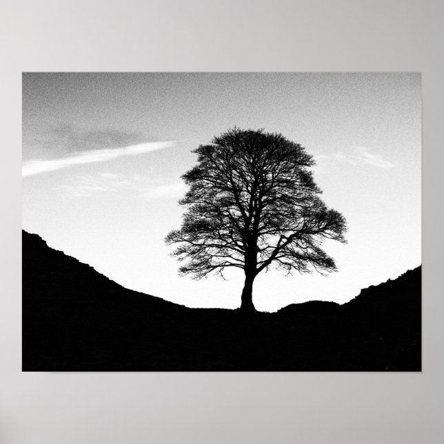 Affiche Poster/imprimer Sycamore Gap (Devant)