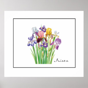Affiche Poster-Irises