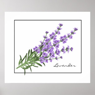 Affiche Poster-Lavender