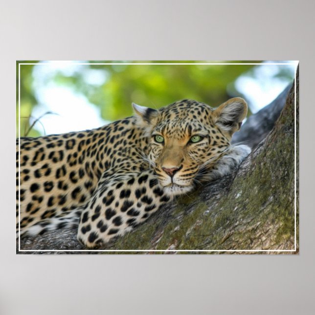 Affiche Poster-Leopard (Devant)