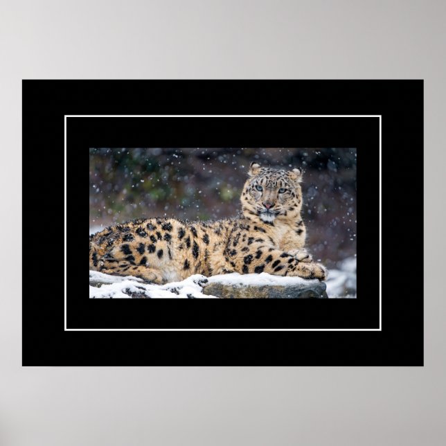 Affiche Poster-Leopard (Devant)