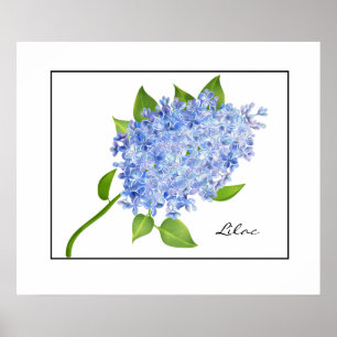 Affiche Poster-Lilac