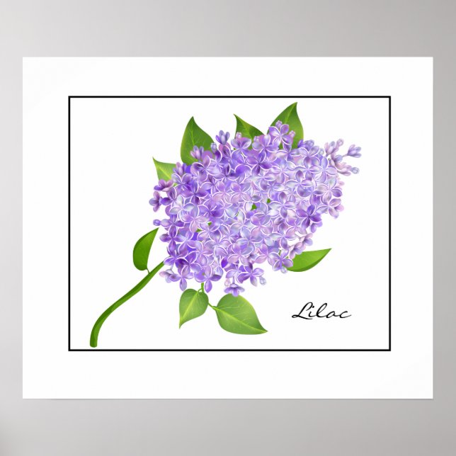 Affiche Poster-Lilac (Devant)