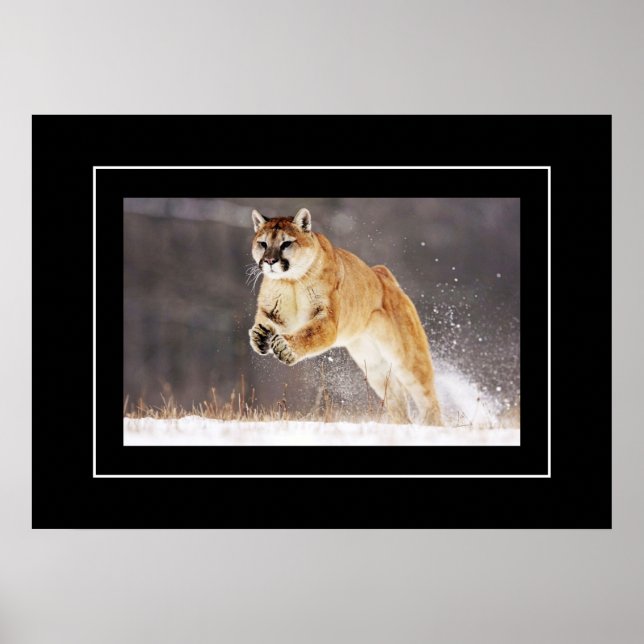 Affiche Poster-Lion de montagne (Devant)