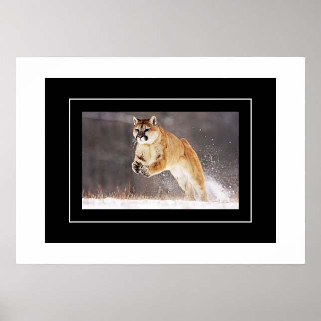 Affiche Poster-Lion de montagne (Devant)