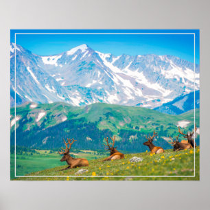 Affiche Poster-Mountains & Elk