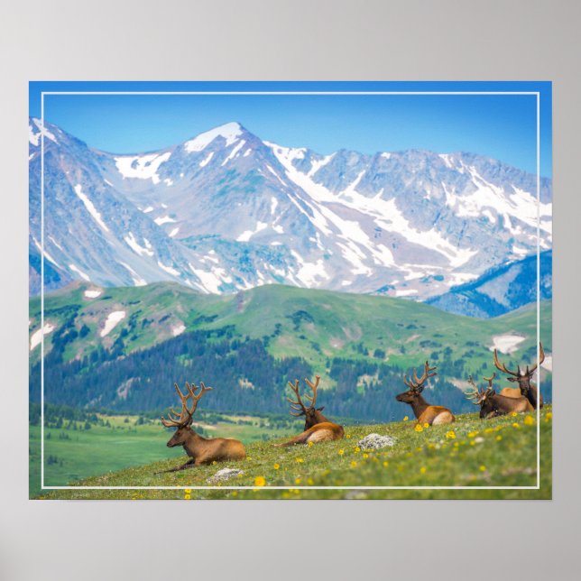 Affiche Poster-Mountains & Elk (Devant)