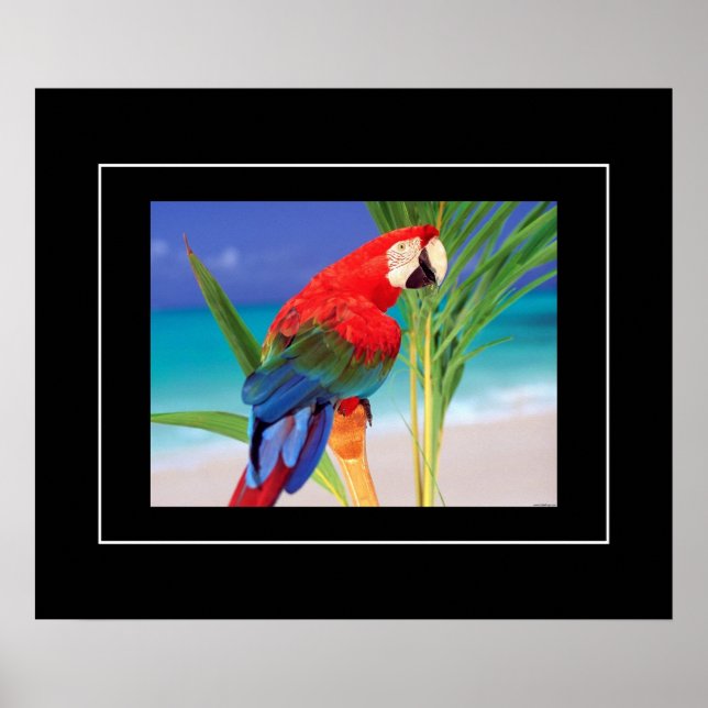 Affiche Poster-Parrot (Devant)