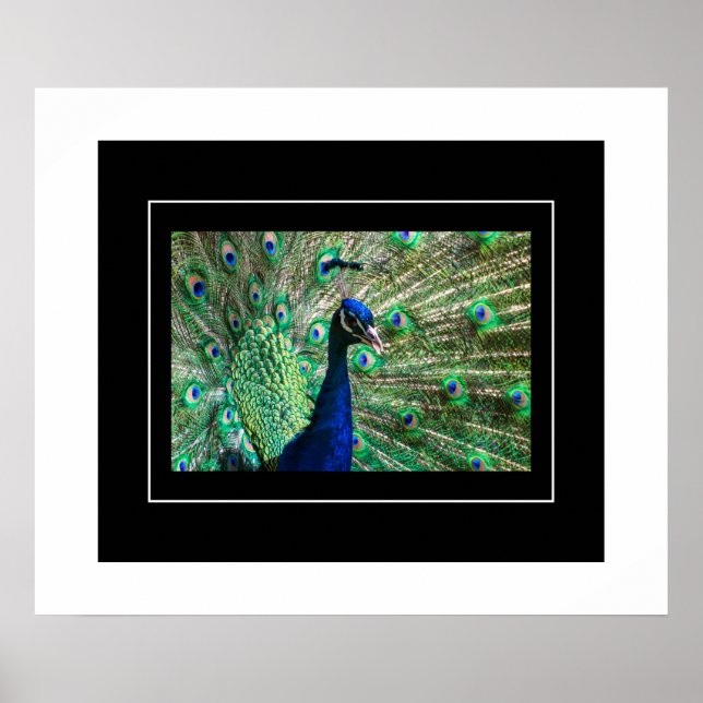 Affiche Poster-Peacock (Devant)