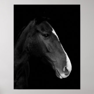 Affiche Poster, photographie cheval blanc et noir
