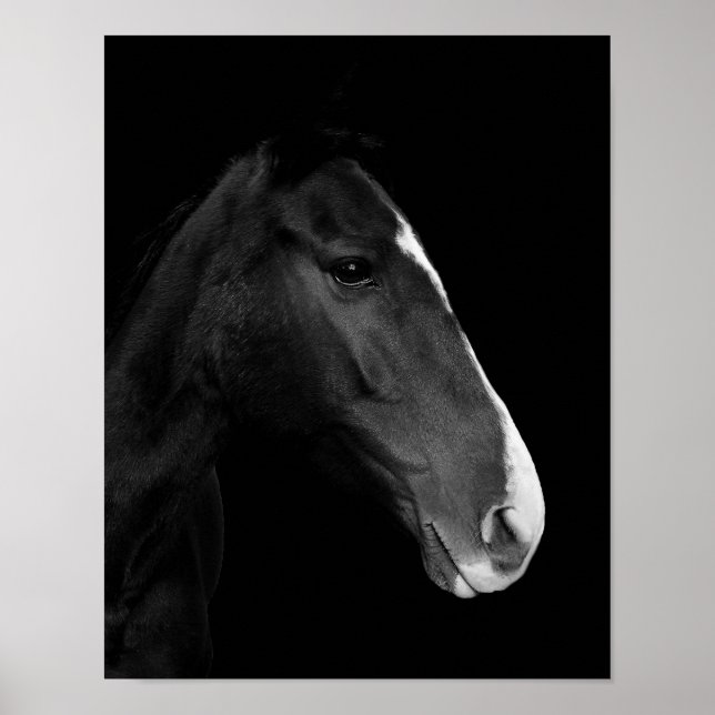 Affiche Poster, photographie cheval blanc et noir (Devant)