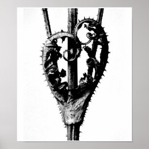 Affiche Poster-Photographie Vintage-Karl Blossfeldt 46