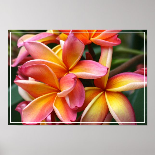 Affiche Poster-Plumeria Fleurs (Devant)