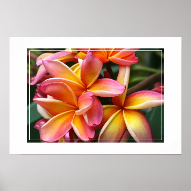 Affiche Poster-Plumeria Fleurs (Devant)