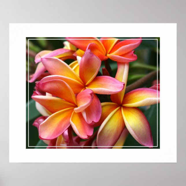Affiche Poster-Plumeria Fleurs (Devant)