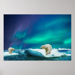 Affiche Poster-Polar Bears