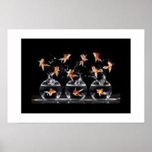 Affiche Poster-Poster-Goldfish
