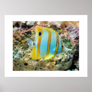Affiche Poster-Poster-Tropical