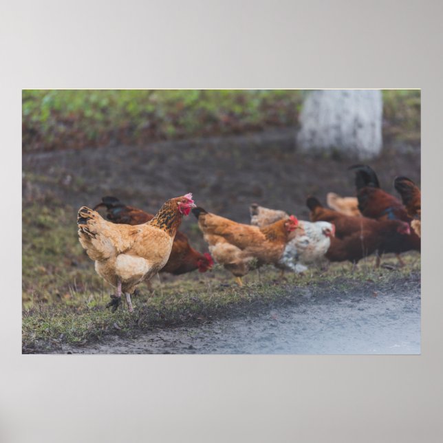 Affiche Poster-Poulets au bord de la route (Devant)