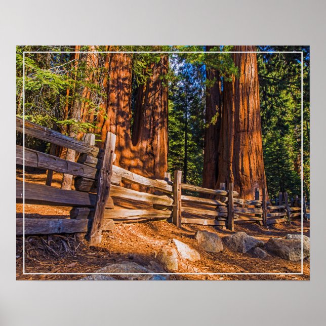 Affiche Poster-Redwoods (Devant)