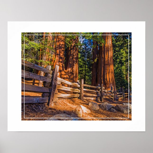 Affiche Poster-Redwoods (Devant)