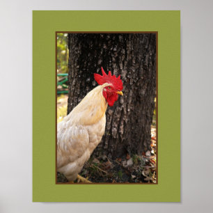 Affiche Poster-Rhode Island White Rooster