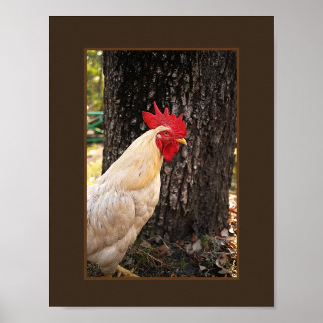 Affiche Poster-Rhode Island White Rooster (Devant)