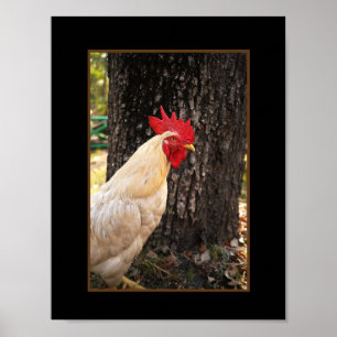Affiche Poster-Rhode Island White Rooster