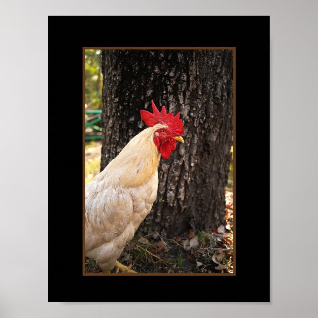 Affiche Poster-Rhode Island White Rooster (Devant)