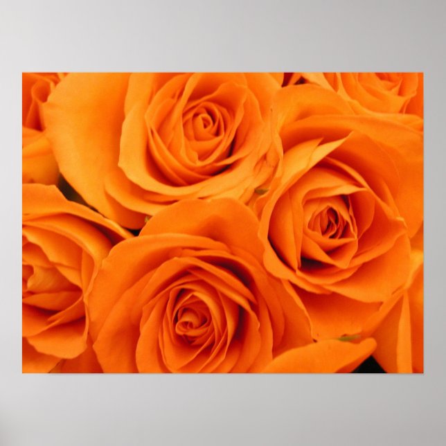 Affiche Poster, Rose orange (Devant)