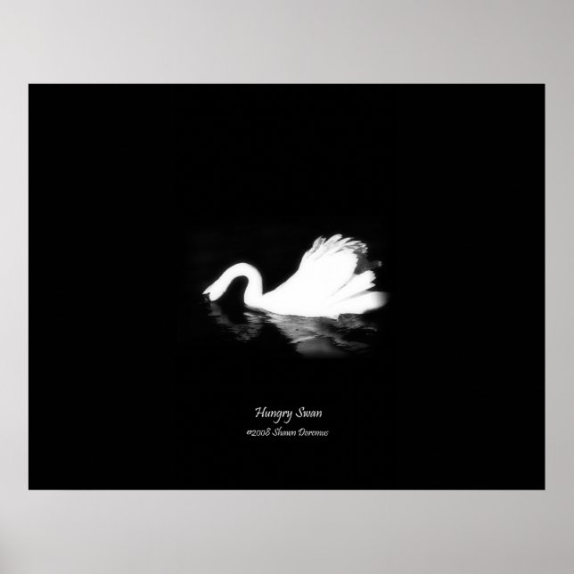 Affiche Poster, Swan affamé, Noir & Blanc, Photographie (Devant)
